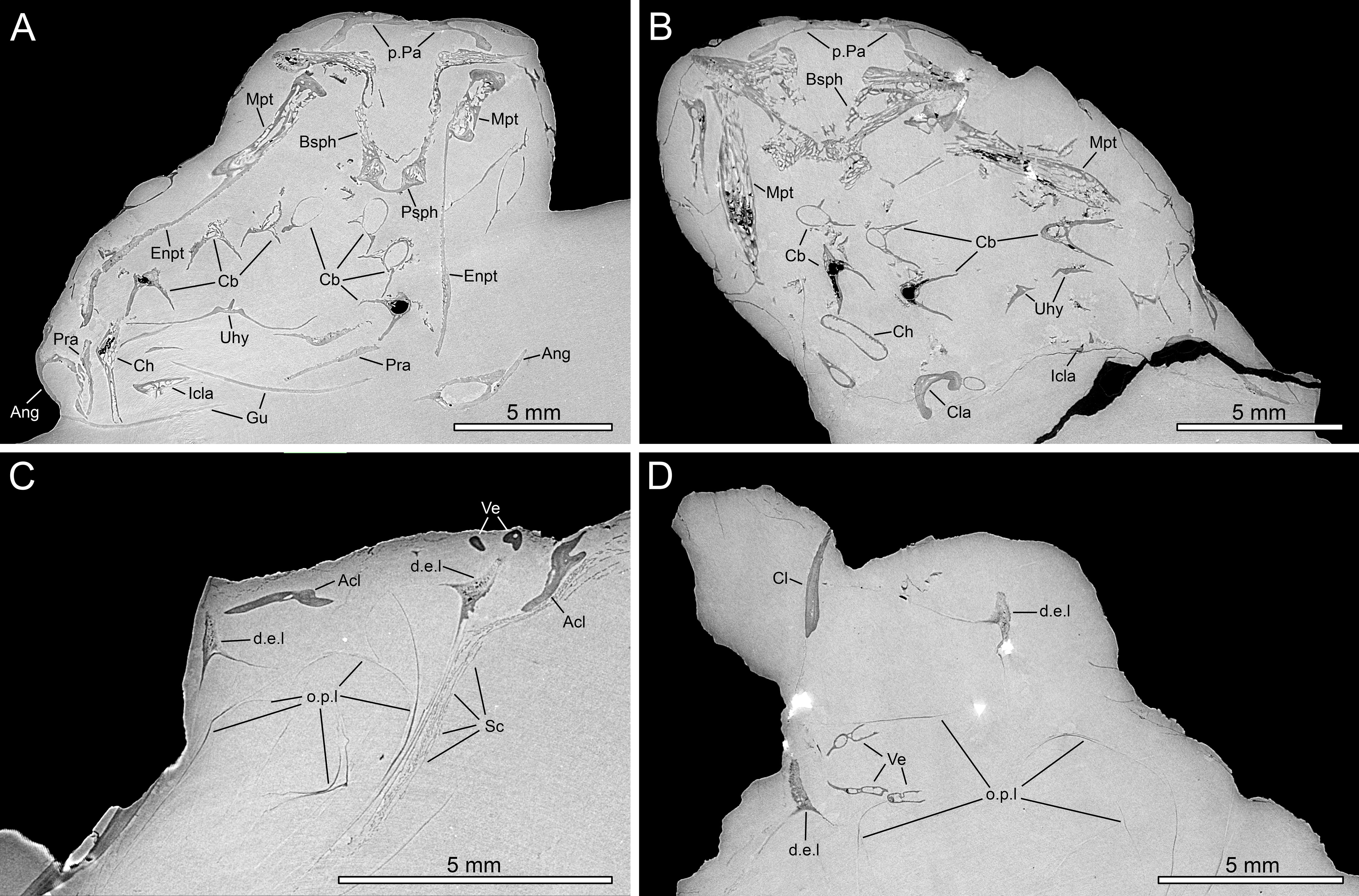 Fossil coelacanths CT slices