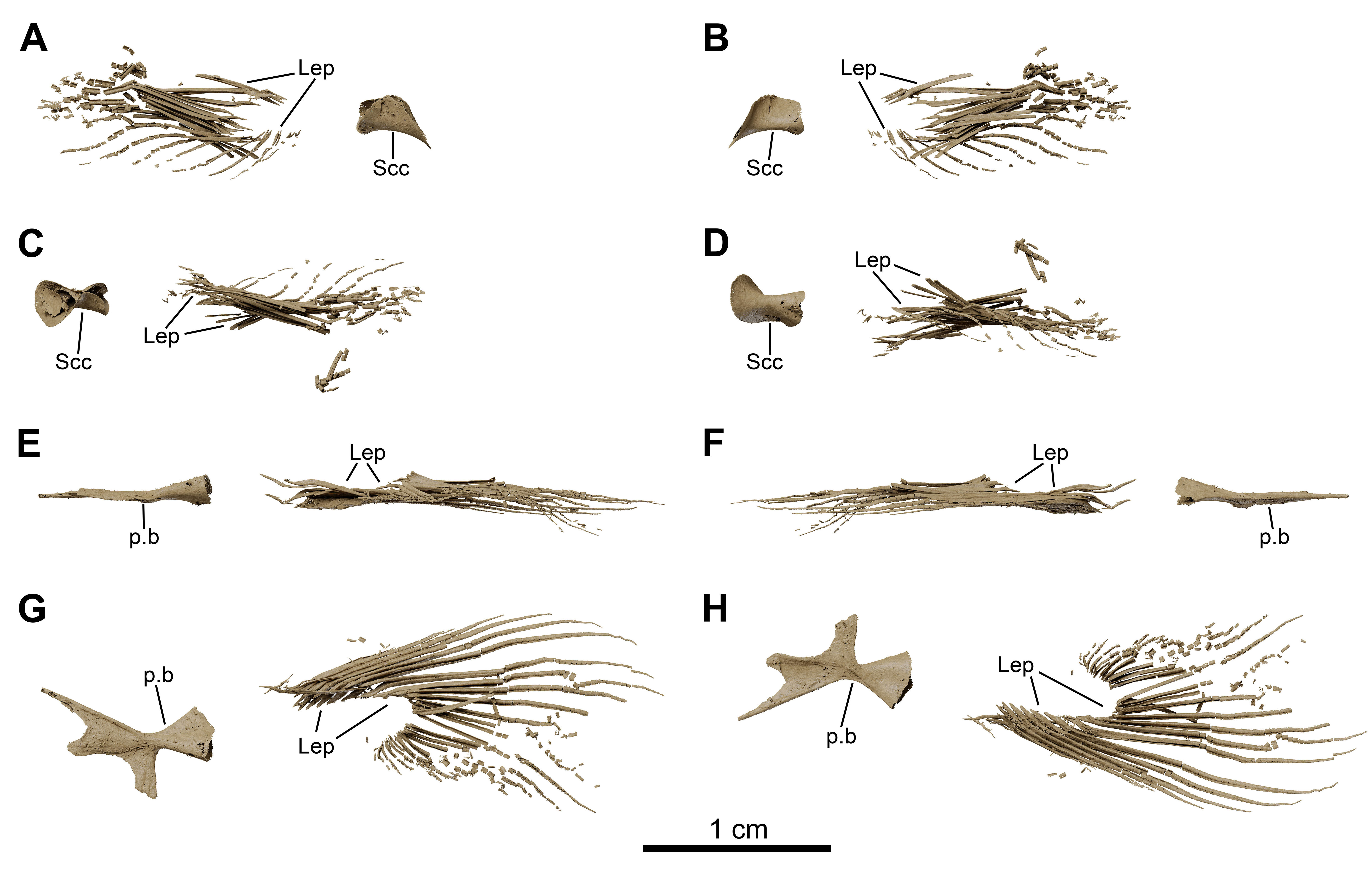 Fossil coelacanth fins