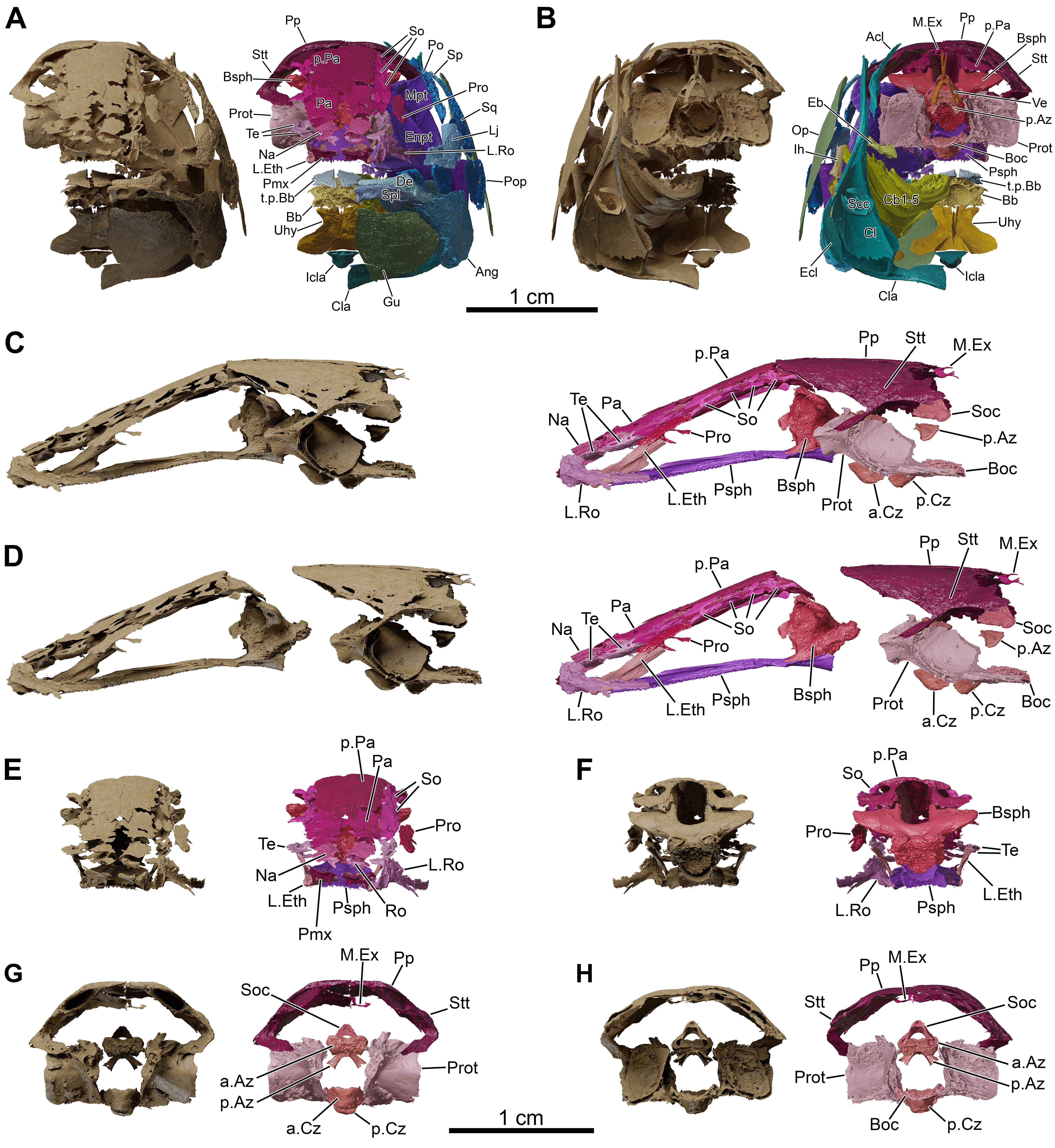 Fossil coelacanth skull and braincase