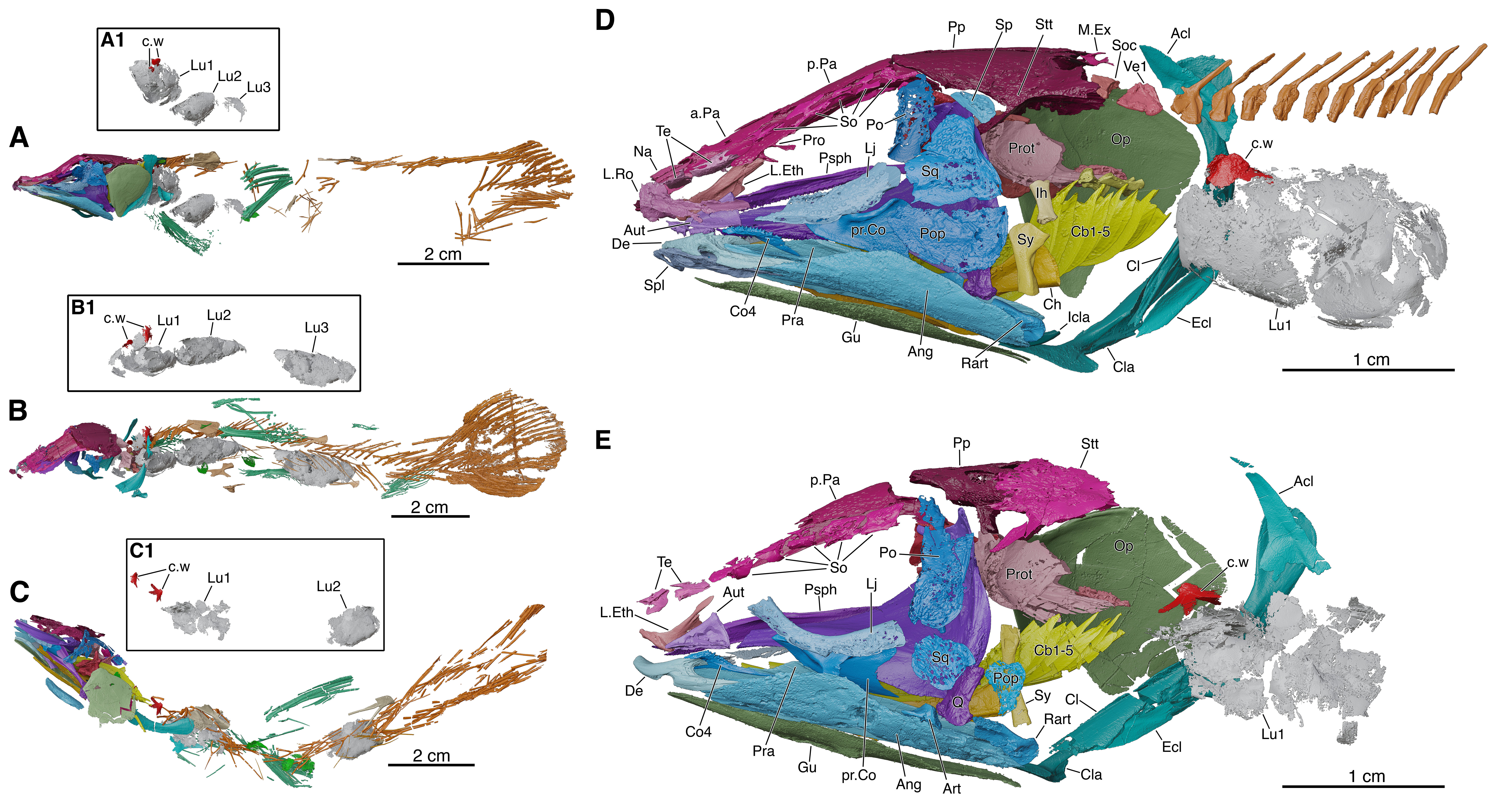 fossil coelacanths anatomy