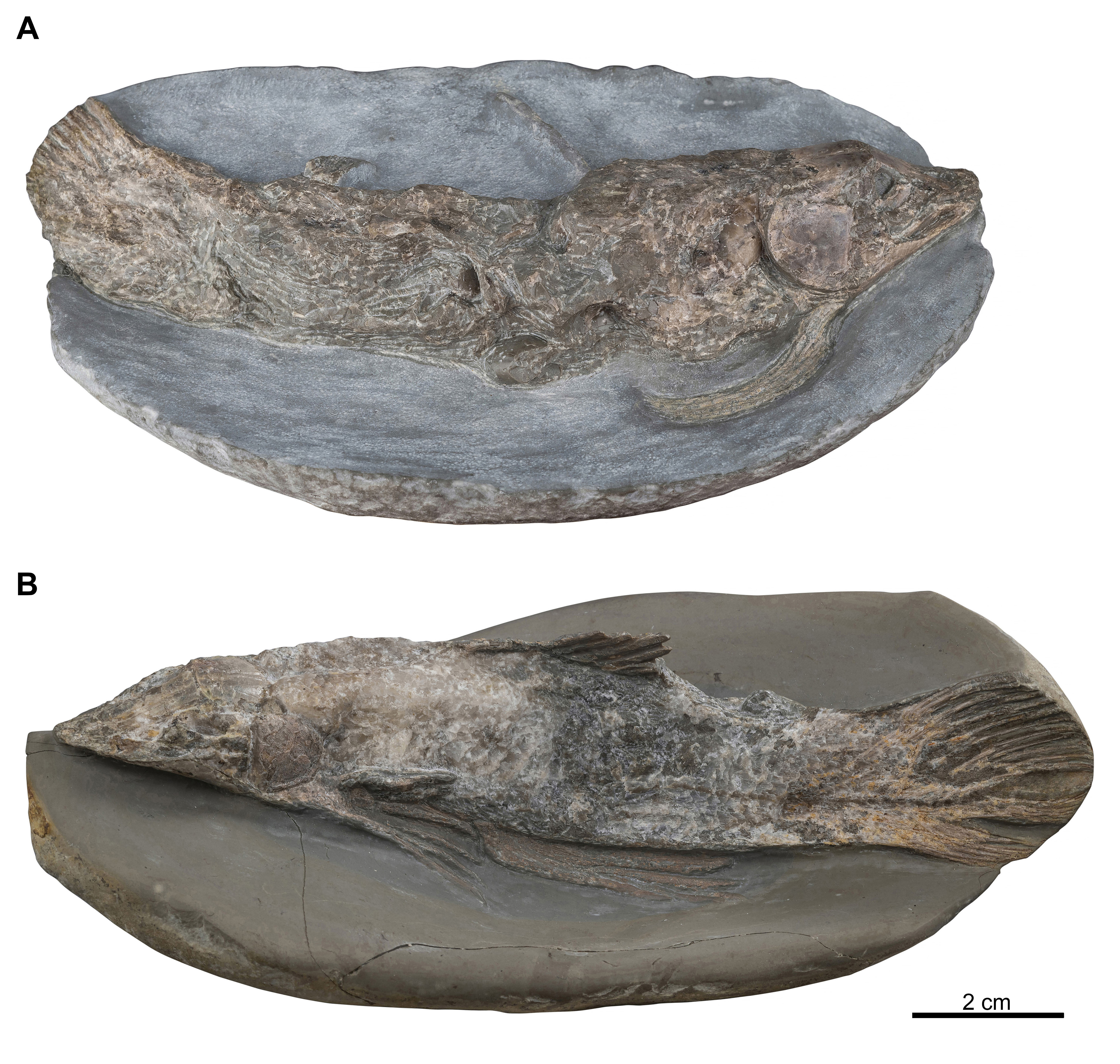 Fossil coelacanths