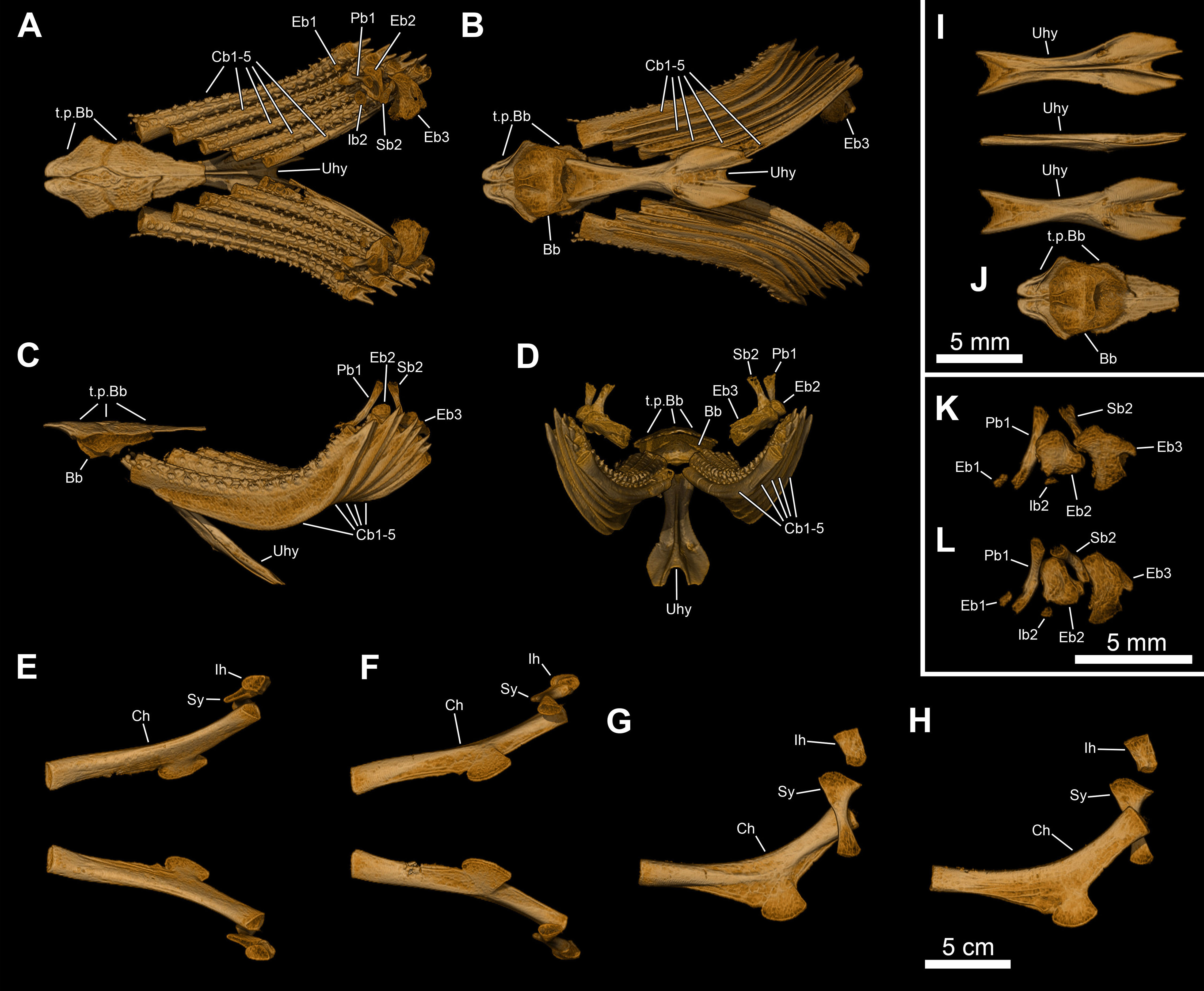 Fossil coelacanth gills and hyoid