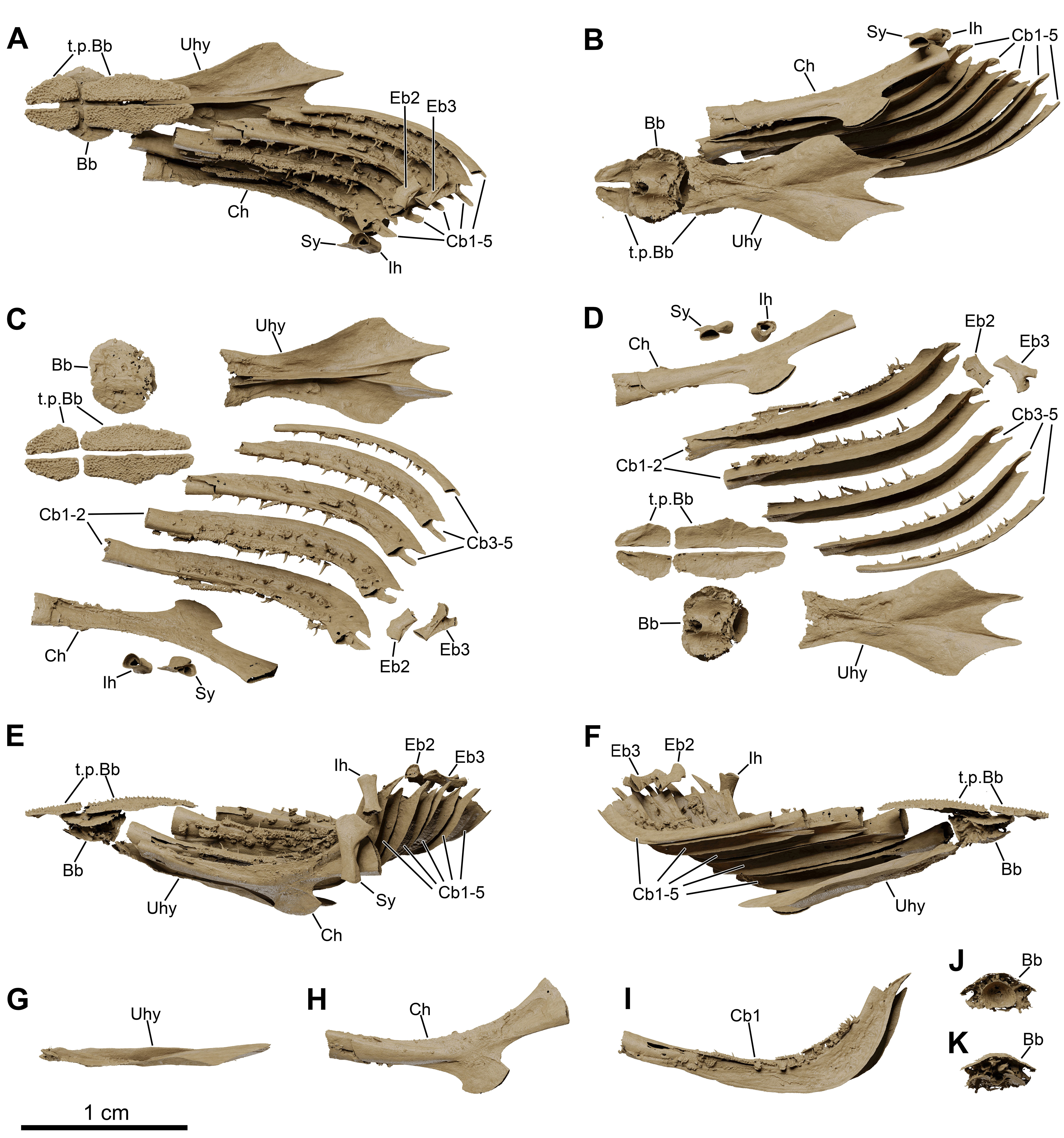 Fossil coelacanth gills