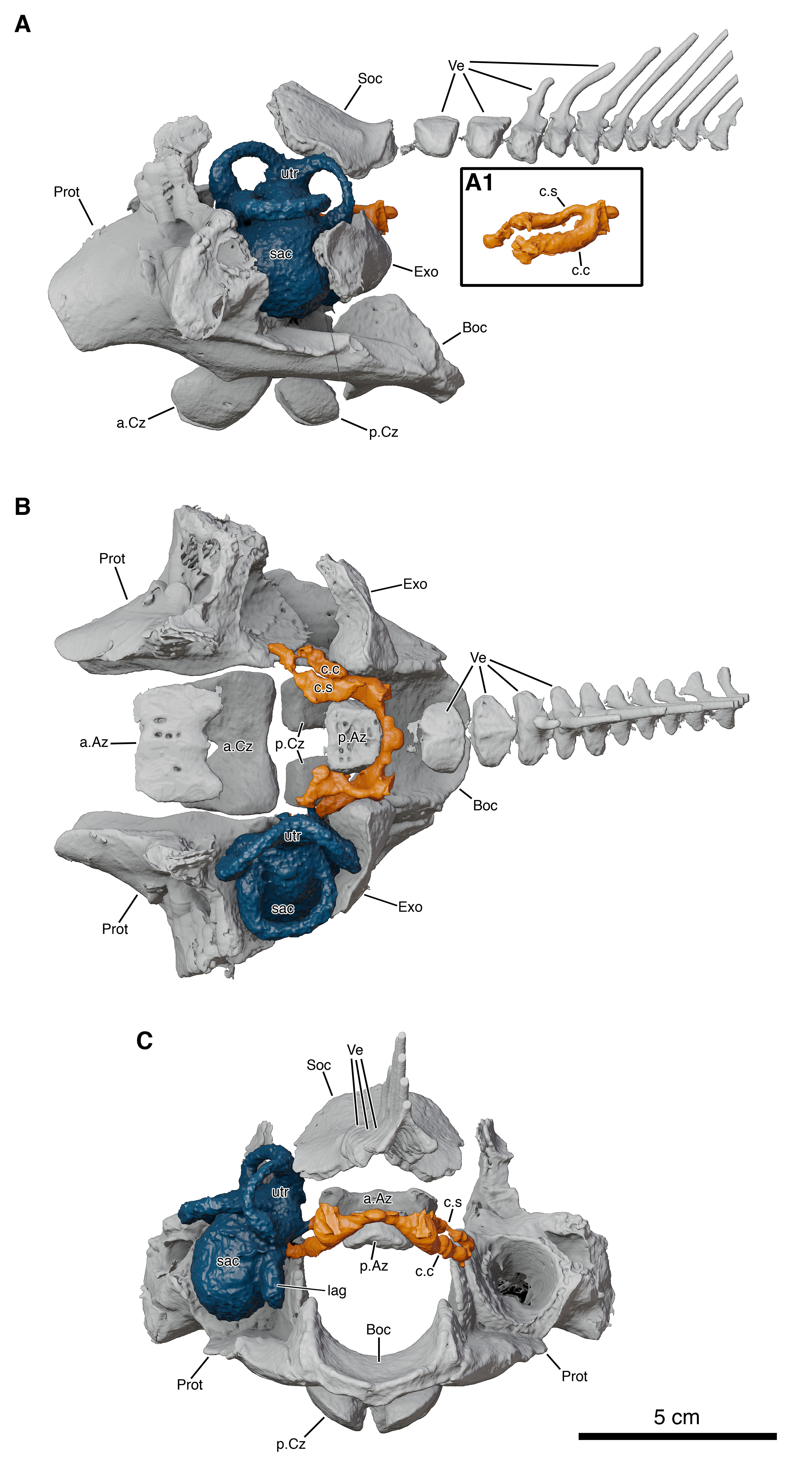 Living coelacanth adult neurocranium