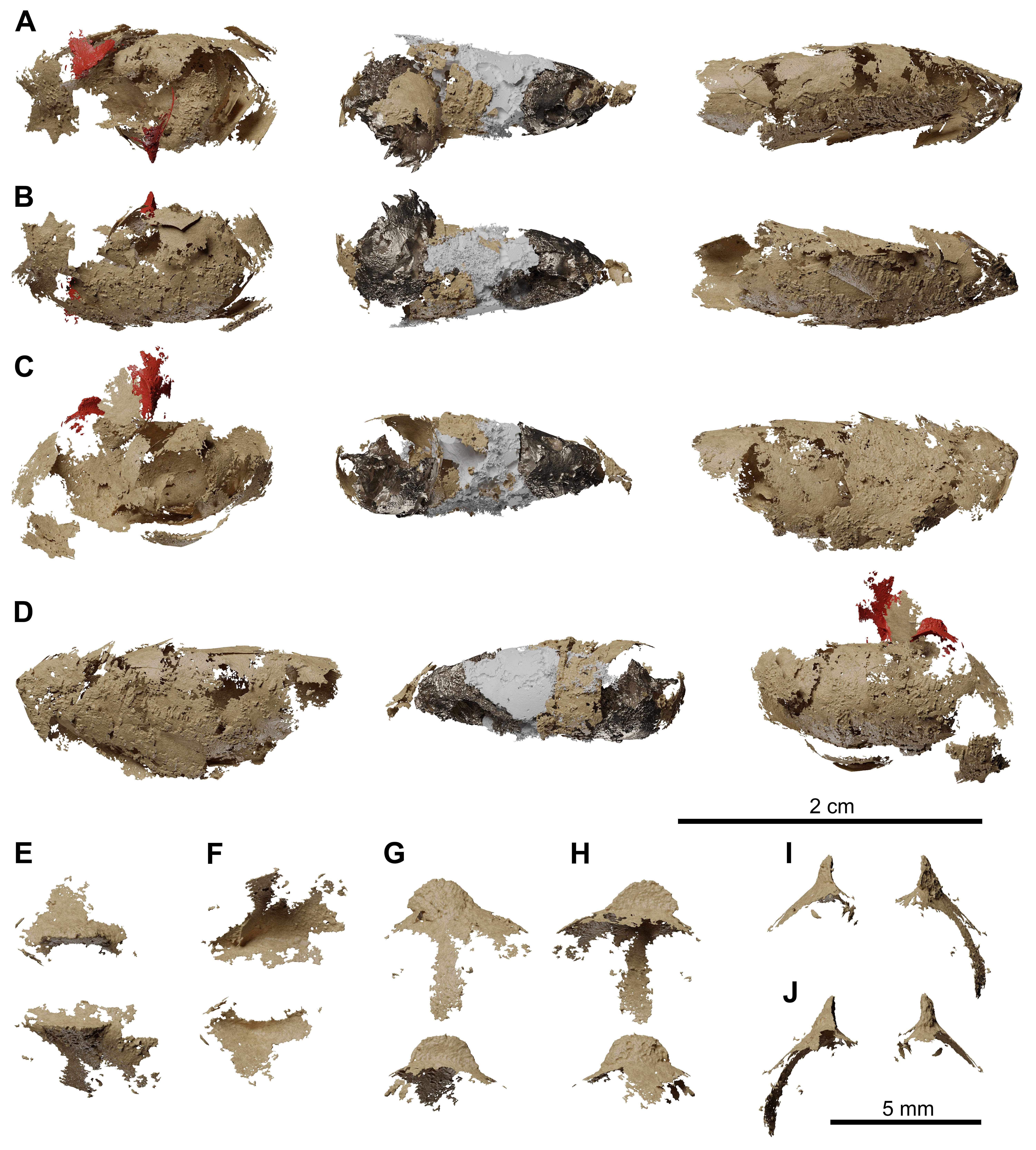 Fossil coelacanth lung