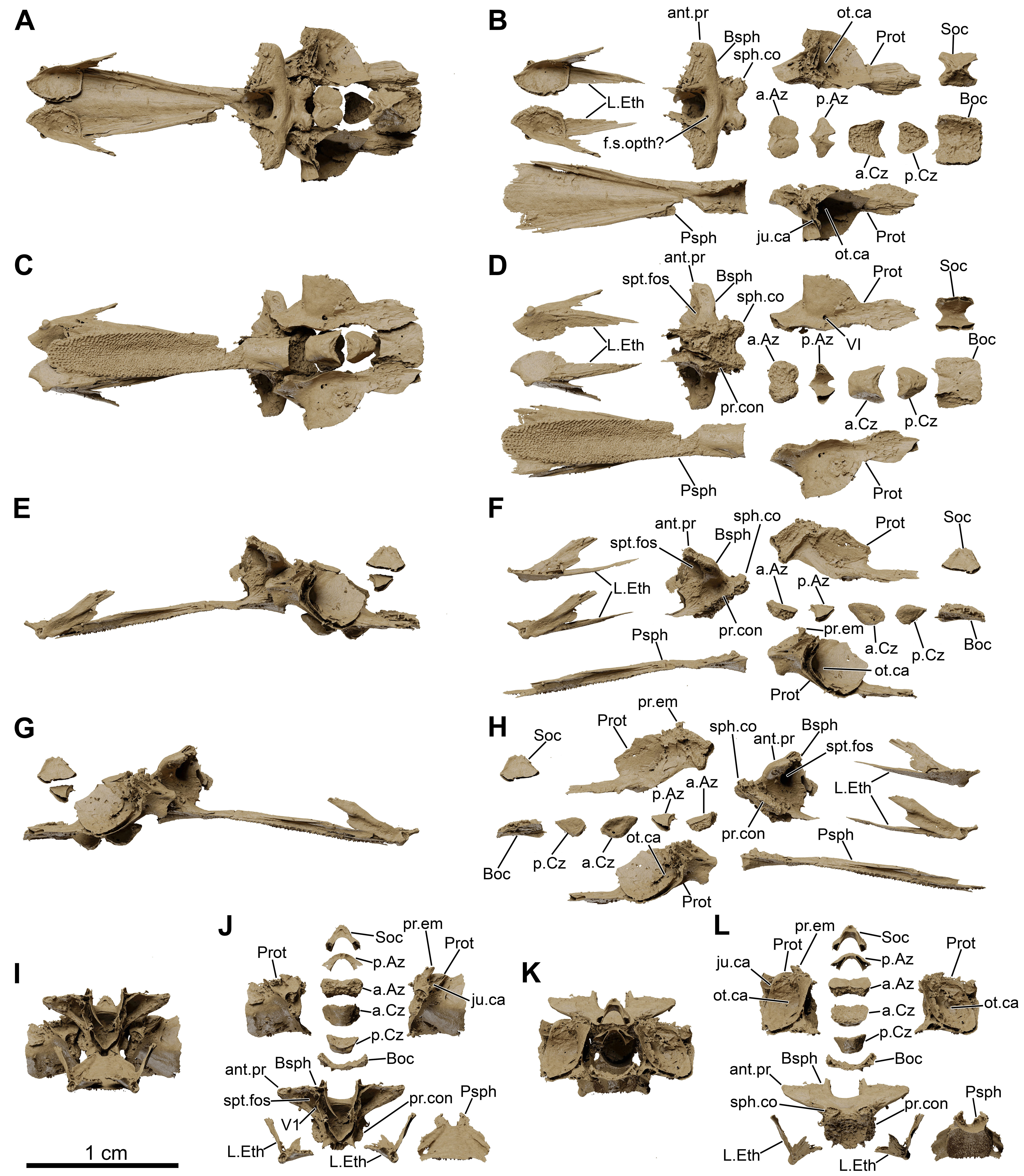 Fossil coelacanth neurocranium