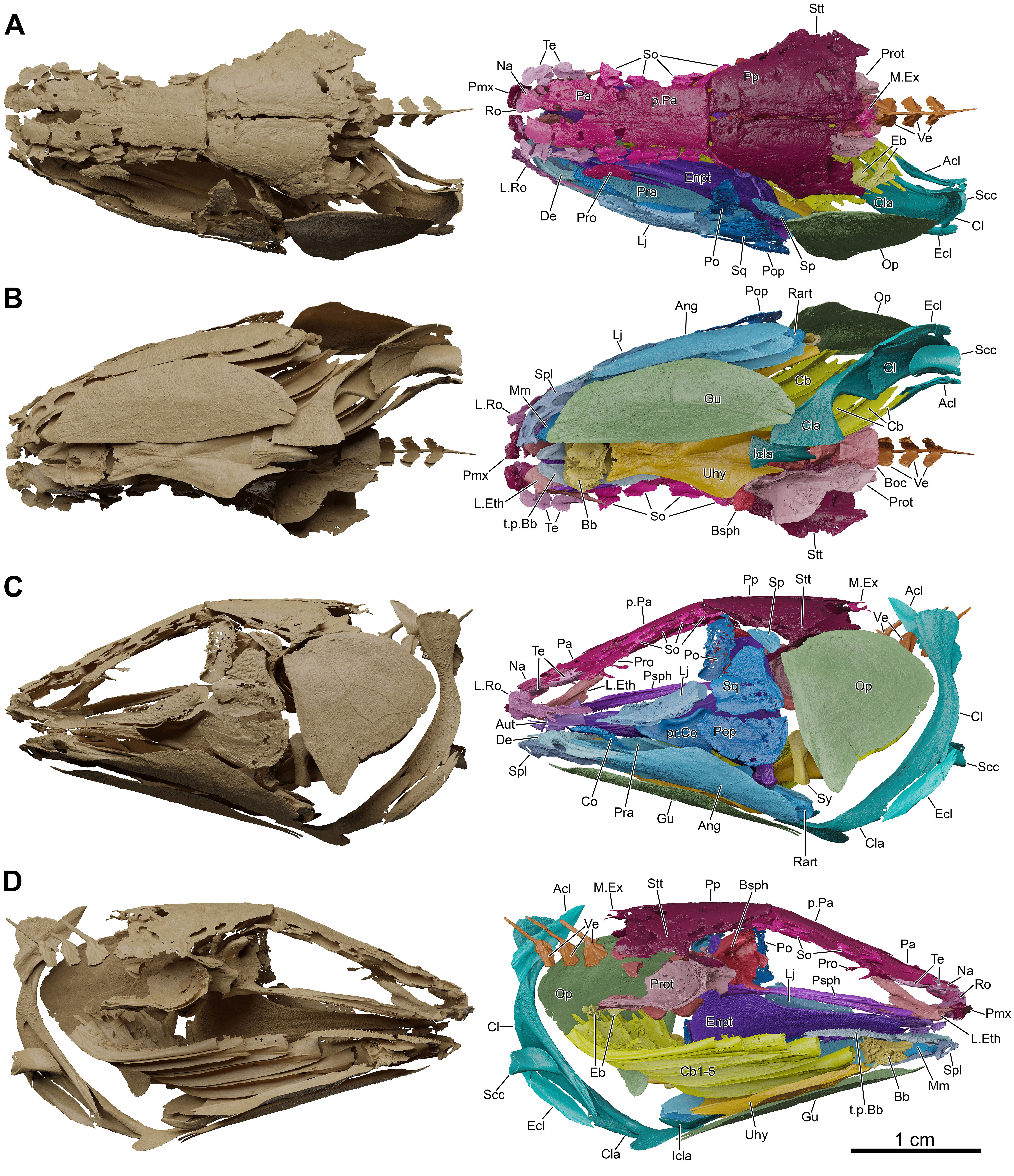 Fossil coelacanth reconstructed skull