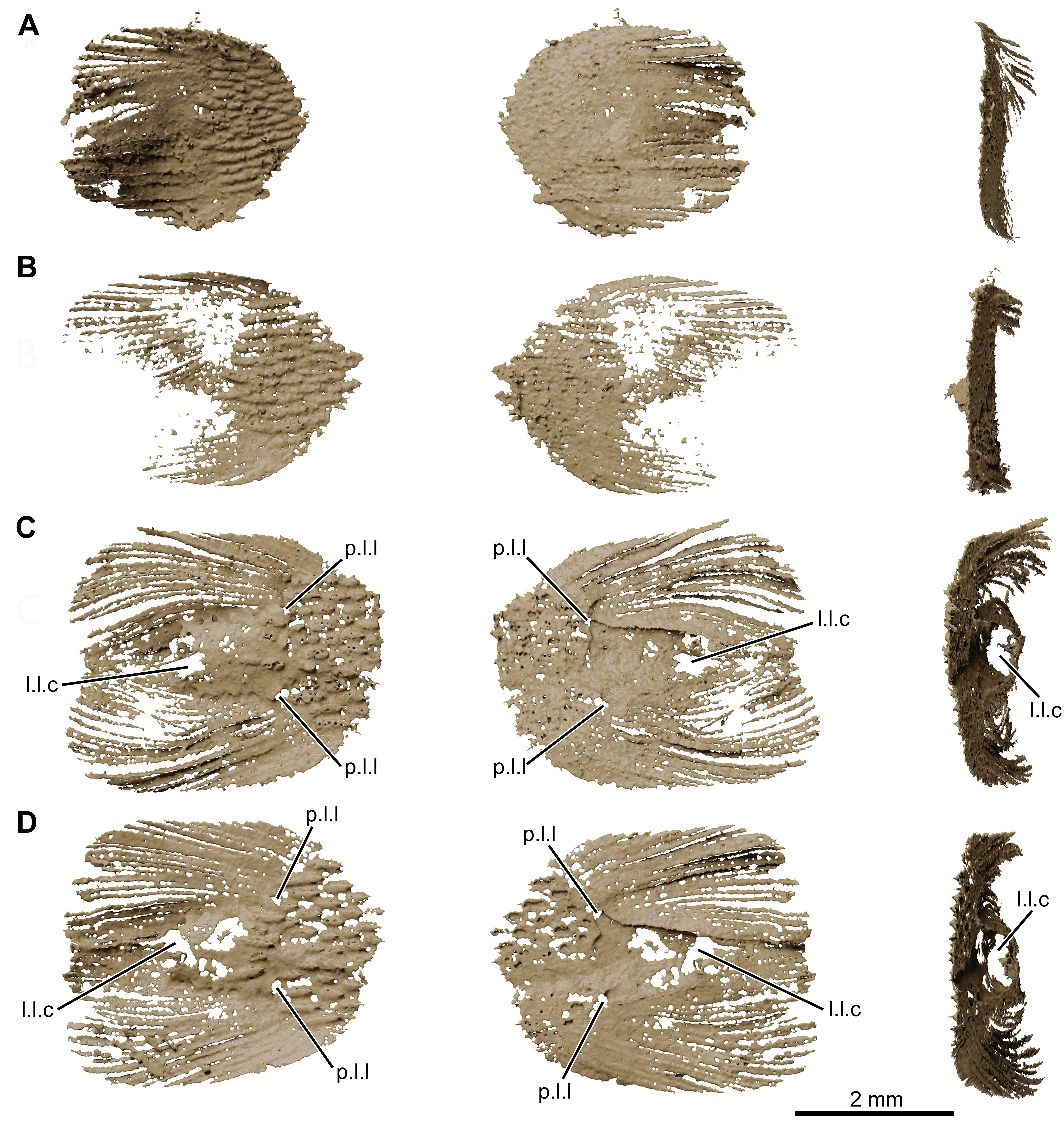 Fossil coelacanth scales