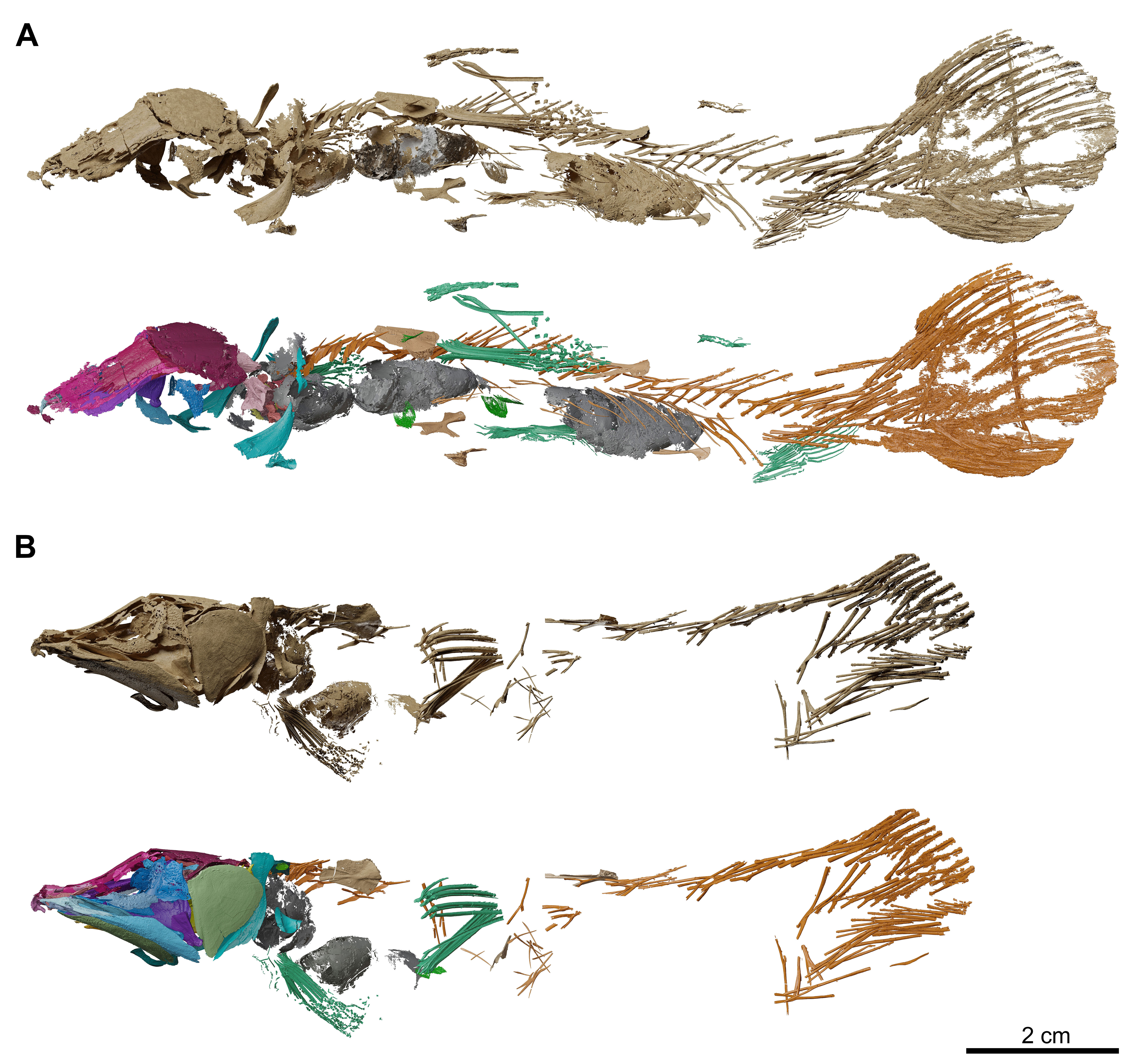 Fossil coelacanths segmented specimens
